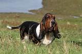 BASSET HOUND 005